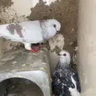 حمام