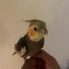 كروان اليف كوكاتيل للبيع