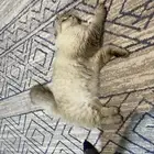 قطط
