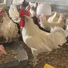 دجاج لوهمان ابيض
