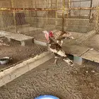 ديكة رومي حجم يملي العين ما شاء الله