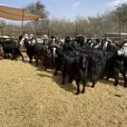 معزا عوارض طيبه