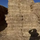 تبن قمح ( بر )