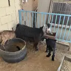 عنز تحته توم عناق