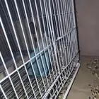 انثى روز للبيع