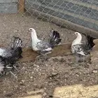فيومي