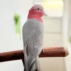 ببغاء كوكاتو اليف ولعوب