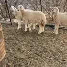 رخال حريه