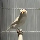 كناري