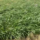 للبيع شتلات بلوكام