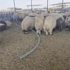 مشالله ذبايح نعيم فاخره