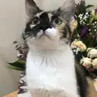 قطه لتبني