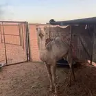 بكره هجن انتاج عورا