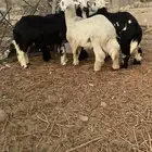 طليان فروع نجد