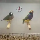للبيع جوز قولديان فنش فاخر