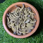 دود عتل super mealworms