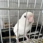 طير روز البينو