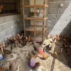 دجاج حولي 200