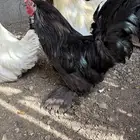 دجاج كوشن