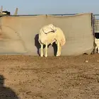 مشروع فحل ابرص فاخر من مراح الباهيات