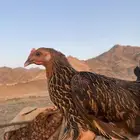 دجاج بلدي بياض مشالله الون