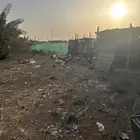 دجاج بلدي بياض للبيع