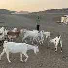 معزاء دفع للبيع