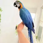 ببغاء مكاو اليف ولعوب ومتكلم عمر 10 شهور