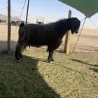 تيس قبرصي ادهم