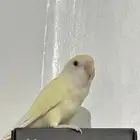 للبيع روز لاتينو عيونه حمر اليف