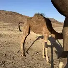 بكره