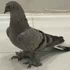 انثي تركي كرست مذيل لون مميز