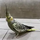 كروان اليف-تم البيع