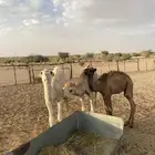 للبيع قعدان العدد 3