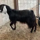 عنز عارضيه للبيع