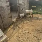 ماعزللبيع