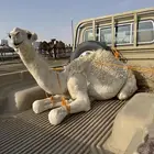 حاشي لباني عمره 5 شهور