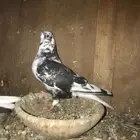 فطايف تب التب