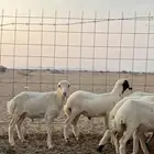 طليان رفد بلدي سمان شرط