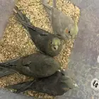 فروخ كروان للبيع
