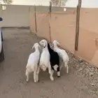 ثلاثه طليان ورخل