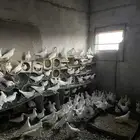 حمام فرنسي