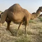 خلفه مصغر