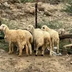 3 خرفان و 2 رخال