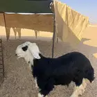 نجدي مشروع فحل