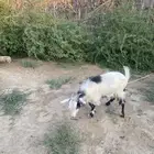 ماعز كوري