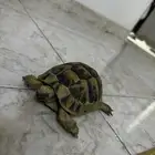 سلحفاة بحجم كف اليد