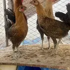 دجاج فيومي ذهبي مستعجل