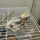 فروخ تحت الغر