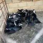 فروخ بط مصري العمر شهرين وعليها الصحه شرط